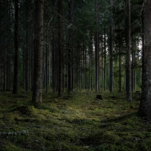 Во Владимирской области пропавшую 76-летнюю бабушку нашли мертвой