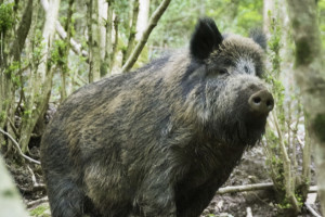Во Владимирской области африканская чума свиней обошла диких кабанов