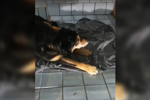 Во Владимирской области объявили в розыск хозяев сбитой собаки