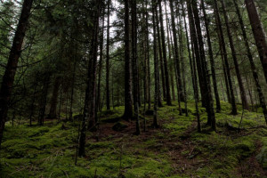 В Киржачском районе 73-летнего дедушку нашли мертвым