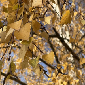 Прогноз погоды во Владимирской области на 16 сентября 2025 года