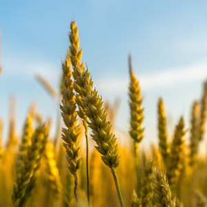 Владимирская область откатилась к 90-м годам по объемам производства мяса и зерна