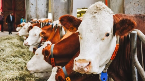 Во Владимирской области молочную ферму оштрафовали на 400 тысяч рублей 