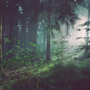 Пропавшего во Владимирской области в лесу мужчину нашли после экстренных поисков