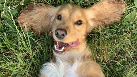 Во Владимирской области нашли три новых очага бешенства