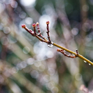 Во Владимирской области на неделе потеплеет до +3 градусов