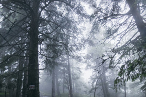 Во Владимирской области ночью искали 8-летнего мальчика в белой шапке
