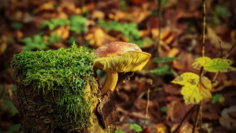 Супруги пропали в лесу во Владимирской области