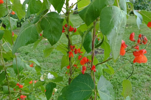 Прогноз погоды во Владимире и области на 8 августа