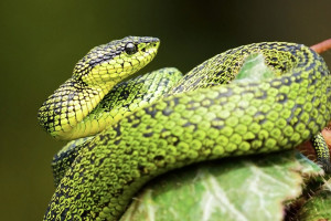 Во Владимире выставка экзотических животных в «Мегаторге» работала с массой нарушений