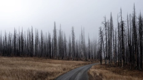 Стало известно о новых природных пожарах во Владимирской области 