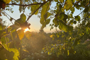 Прогноз погоды во Владимире и области на 24 мая