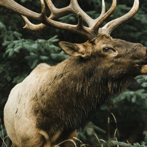 Пассажирка легковушки погибла после столкновения с лосем в Юрьев-Польском районе