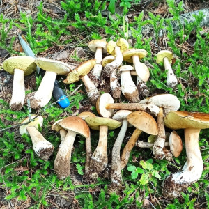 Жители Владимирской области показали собранные в лесах килограммы грибов