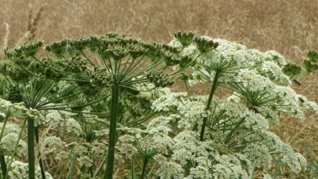 Борщевик стал препятствием для пешеходов в Муроме