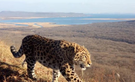 Третьего котёнка из семьи дальневосточных леопардов назвали Фьюжн