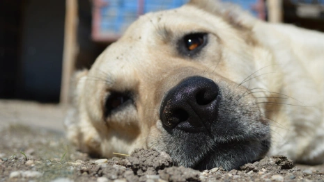Власти Гусь-Хрустального прокомментировали скандал вокруг приюта для животных