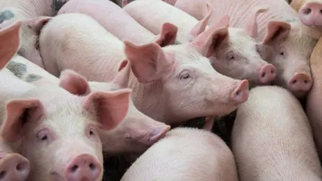 Во Владимирской области установили два карантина из-за чумы свиней