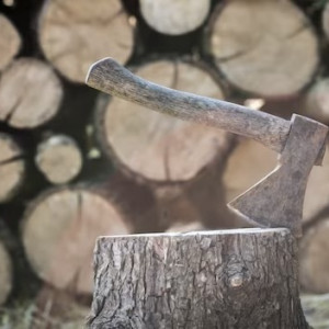 Во Владимирской области «черные лесорубы» спилили деревья на 17 млн рублей