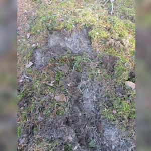 В Вязниковском районе нашли волчью метку