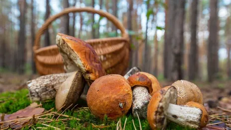 Жителям Владимирской области рассказали о лучших грибных местах