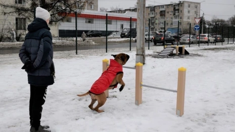 Во Владимире вандалы обокрали новую площадку для выгула собак