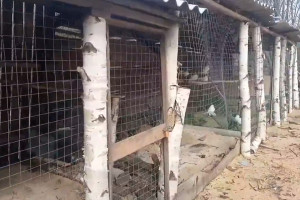 Во Владимирской области вандалы разгромили приют и украли птицу
 