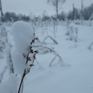 Прогноз погоды во Владимире и области на 29 декабря