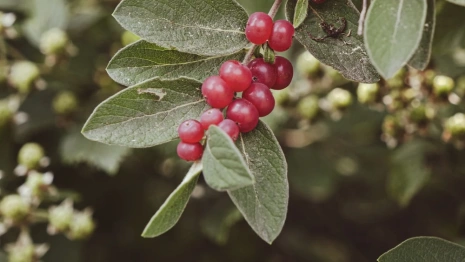 День Бориса и Глеба: что можно и чего нельзя делать 6 августа
