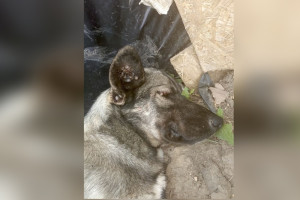 Во Владимирской области активизировались клещи
