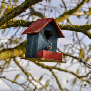 Во Владимире пройдет конкурс на лучший скворечник