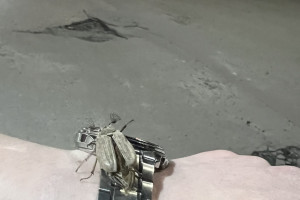 Во Владимире заметили первых майских жуков