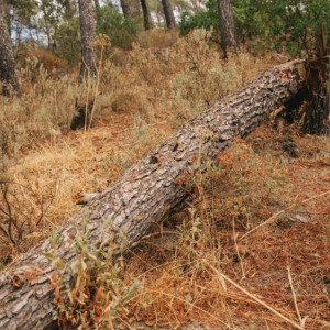 Двое жителей Селивановского района получили «условку» за незаконную рубку леса