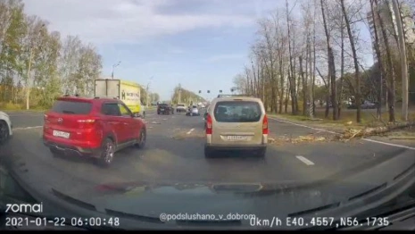 Во Владимире ураган повалил дерево на дорогу