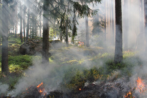 Власти обновили данные по лесным пожарам во Владимирской области