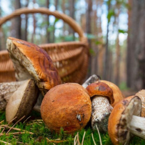 Жителям Владимирской области рассказали о лучших грибных местах