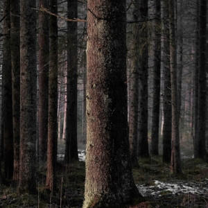 Владимирские волонтеры сообщили о смерти пропавшего в мае-2023 мужчины