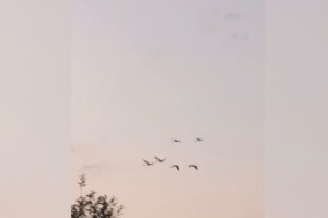 В Меленковском районе сняли краснокнижных серых журавлей