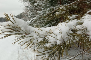 Прогноз погоды во Владимирской области на 5 февраля 2025 года