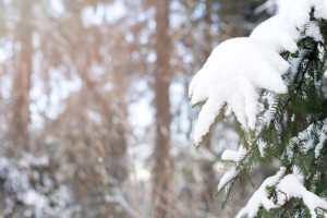 Во Владимирской области на рабочей неделе выпадет первый снег