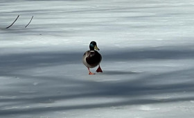 Синоптики пообещали морозы в начале марта во Владимирской области