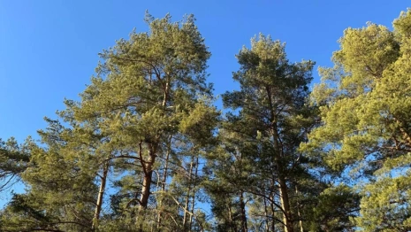 В выходные во Владимирской области ожидается 11-градусное тепло