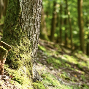 У арендатора леса в Гороховецком районе отсудили 2,3 млн рублей за вырубку