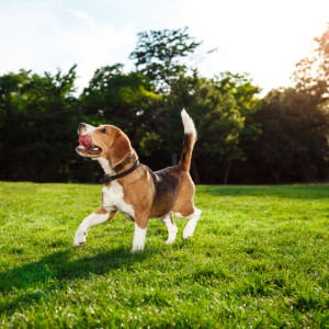 В Ковровском районе отменили карантин по бешенству