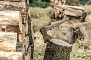Вырубка 17 деревьев в Селивановском районе обернулась уголовным делом