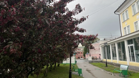 Появились фото и видео цветущих в центре Владимира красных яблонь