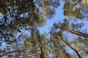 Прогноз погоды во Владимирской области на 14 апреля 2025 года