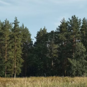 Пропавшего в мае 70-летнего жителя соседнего с Владимирской областью региона нашли живым