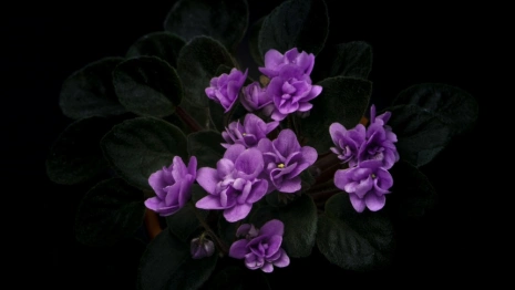 Жителя Владимира будут судить за кражу цветов из магазина и угрозу убийством