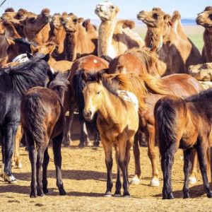 Во Владимирской области верблюда и лошадей проверили на заболевания